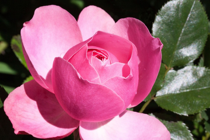 장미 - Rose, Rosa hybrida