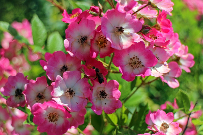 장미 - Rose, Rosa hybrida