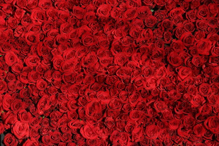 장미 - Rose, Rosa hybrida