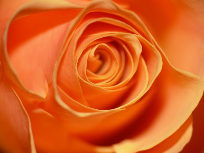장미 - Rose, Rosa hybrida