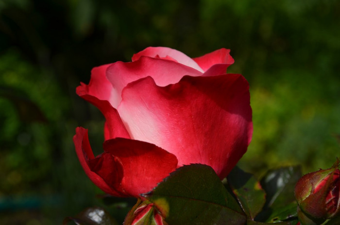 장미 - Rose, Rosa hybrida