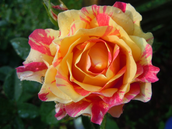 장미 - Rose, Rosa hybrida
