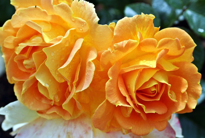 장미 - Rose, Rosa hybrida