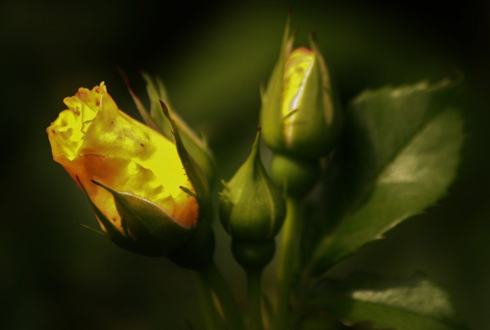 장미 - Rose, Rosa hybrida