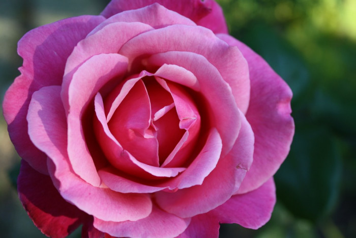 장미 - Rose, Rosa hybrida