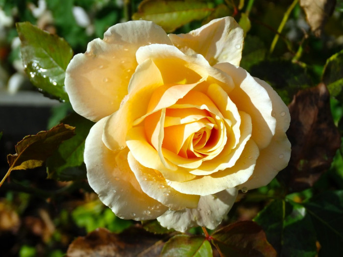 장미 - Rose, Rosa hybrida