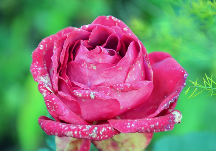 장미 - Rose, Rosa hybrida