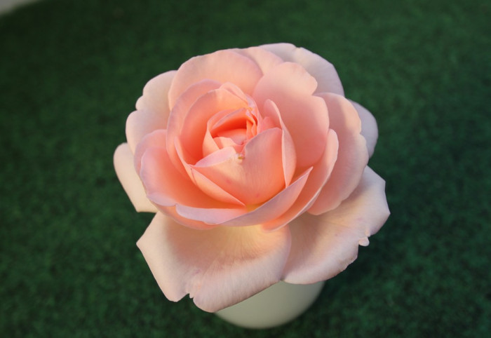 장미 - Rose, Rosa hybrida