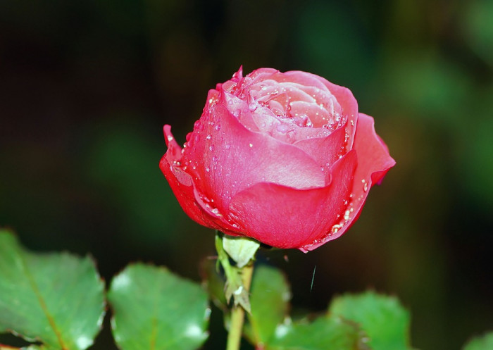 장미 - Rose, Rosa hybrida