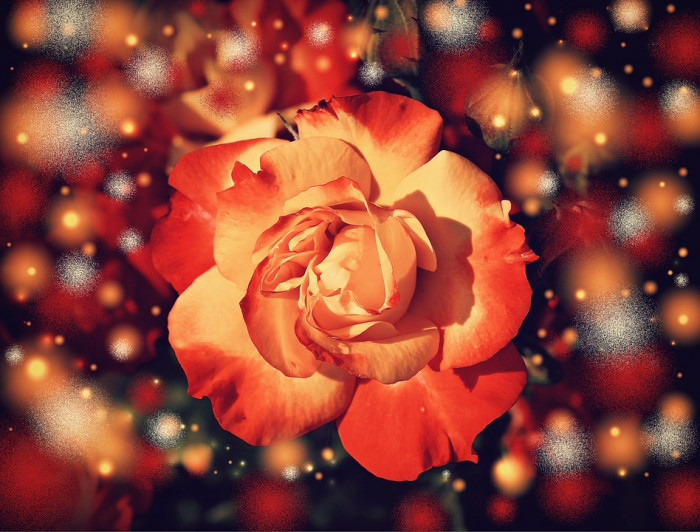 장미 - Rose, Rosa hybrida