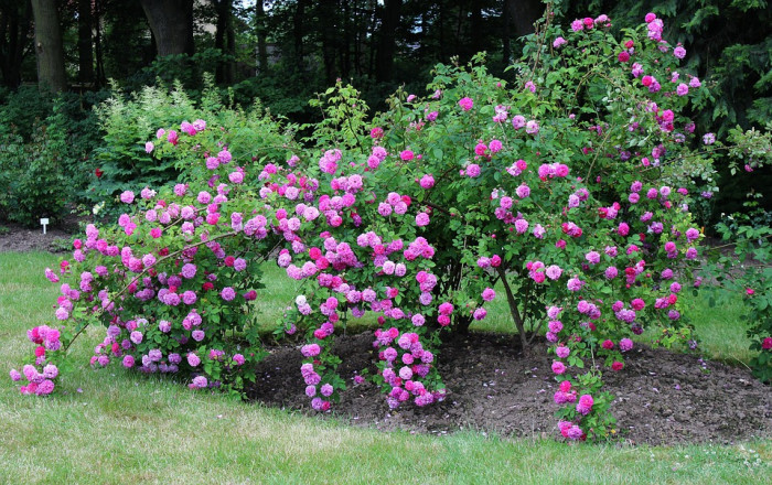 장미 - Rose, Rosa hybrida
