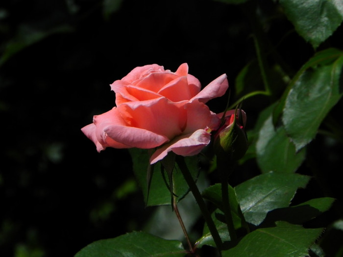 장미 - Rose, Rosa hybrida