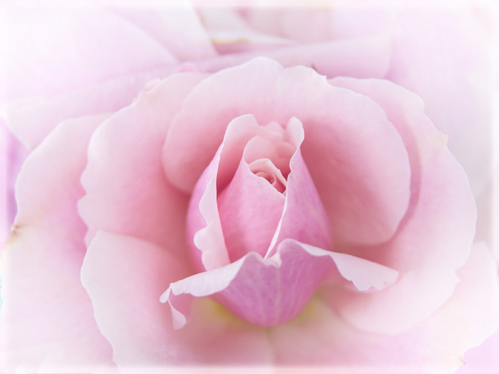 장미 - Rose, Rosa hybrida