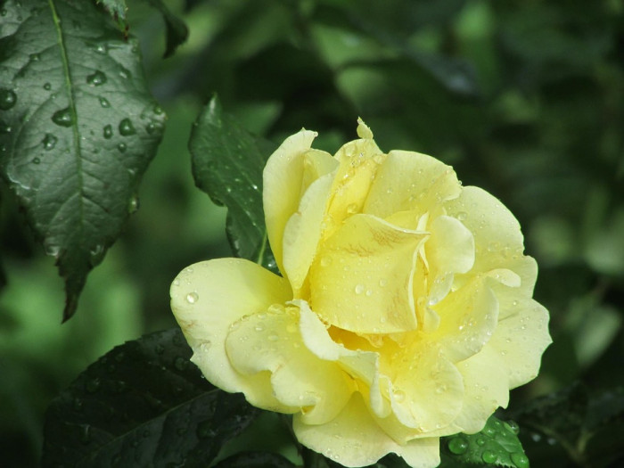 장미 - Rose, Rosa hybrida