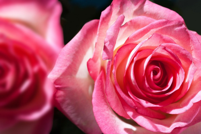 장미 - Rose, Rosa hybrida
