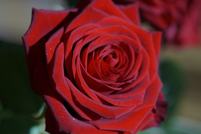 장미 - Rose, Rosa hybrida