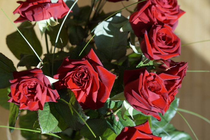 장미 - Rose, Rosa hybrida