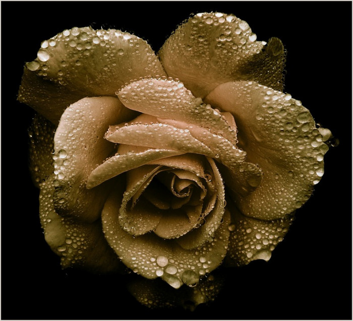 장미 - Rose, Rosa hybrida