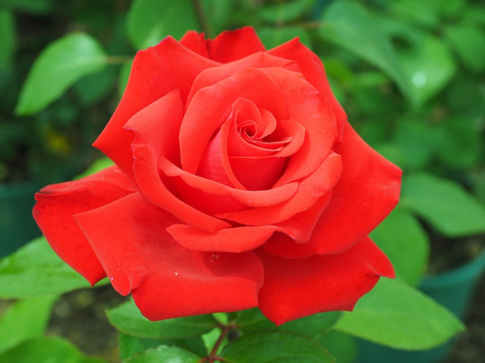 장미 - Rose, Rosa hybrida