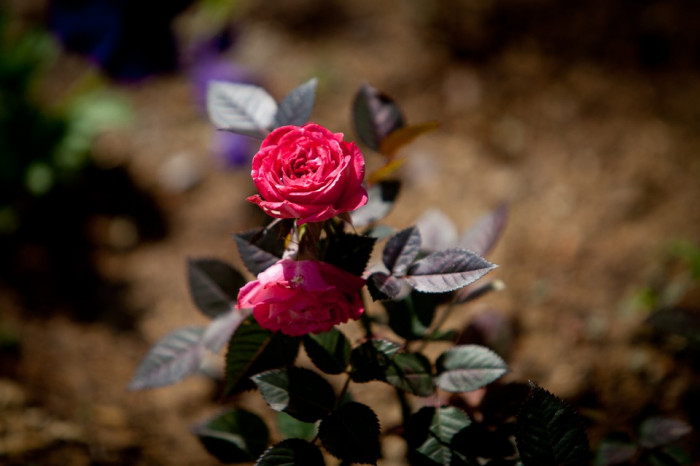 장미 - Rose, Rosa hybrida