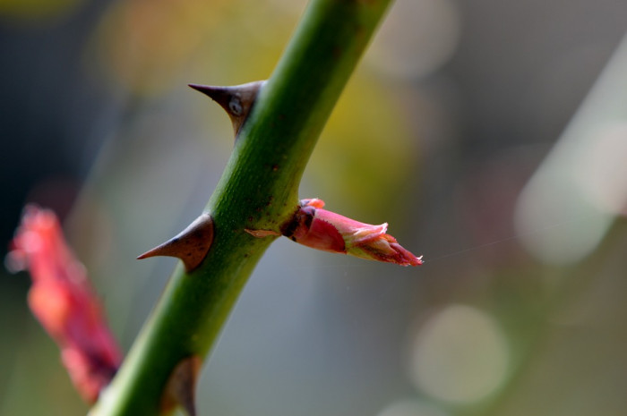 장미 - Rose, Rosa hybrida