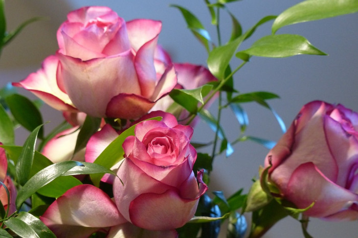 장미 - Rose, Rosa hybrida