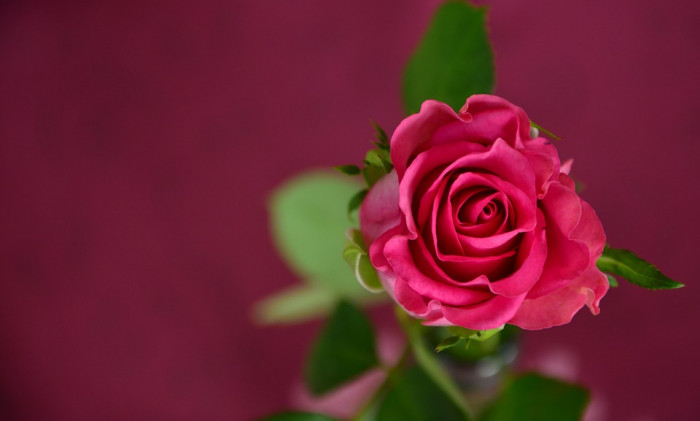 장미 - Rose, Rosa hybrida