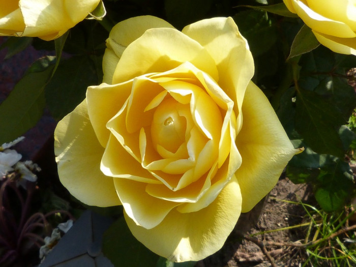장미 - Rose, Rosa hybrida