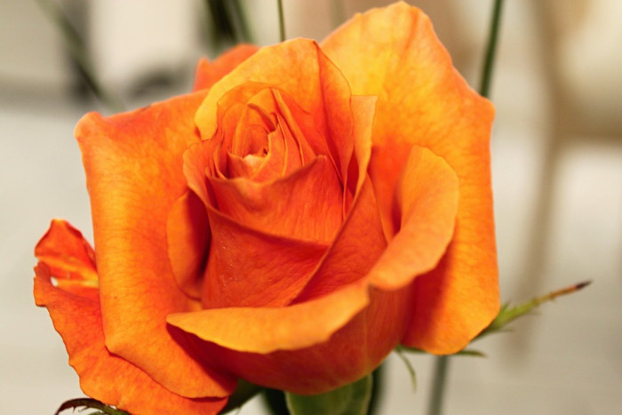 장미 - Rose, Rosa hybrida