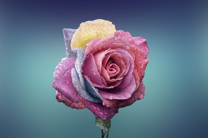 장미 - Rose, Rosa hybrida