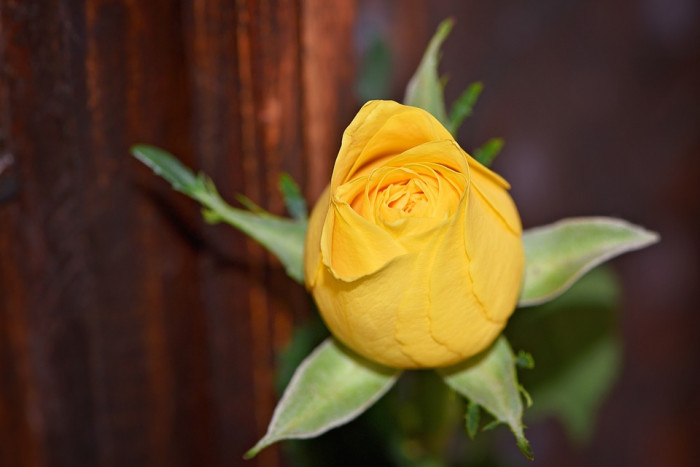 장미 - Rose, Rosa hybrida