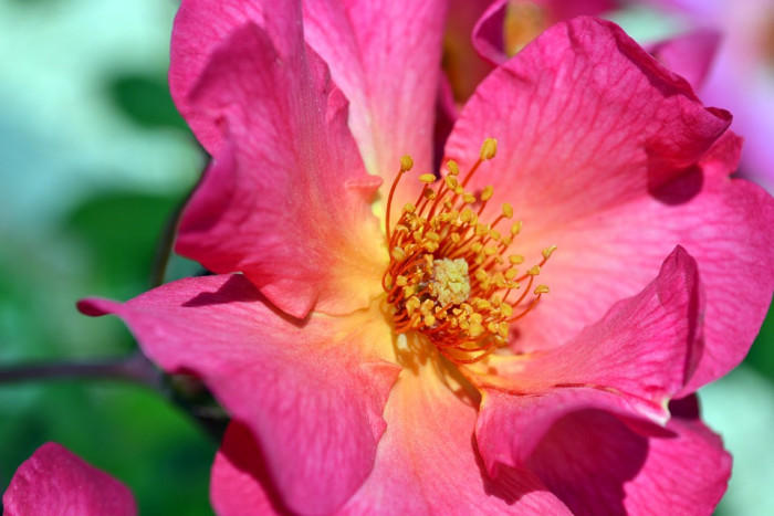 장미 - Rose, Rosa hybrida