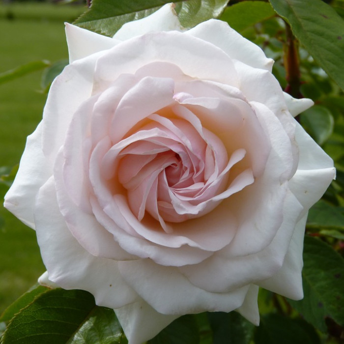 장미 - Rose, Rosa hybrida