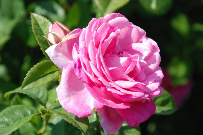 장미 - Rose, Rosa hybrida