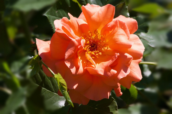 장미 - Rose, Rosa hybrida