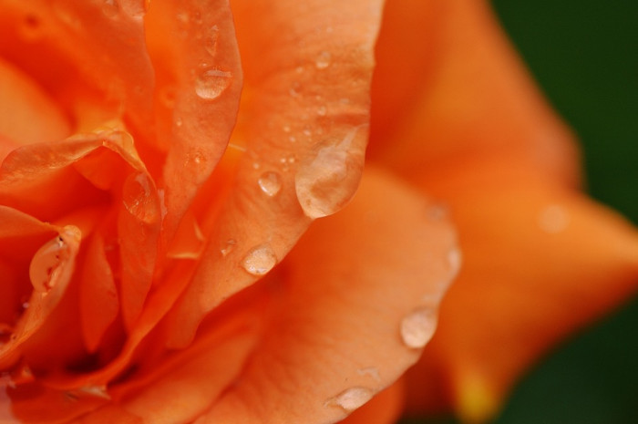 장미 - Rose, Rosa hybrida