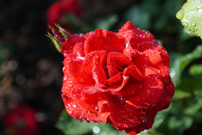 장미 - Rose, Rosa hybrida
