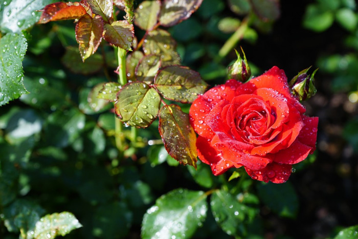장미 - Rose, Rosa hybrida