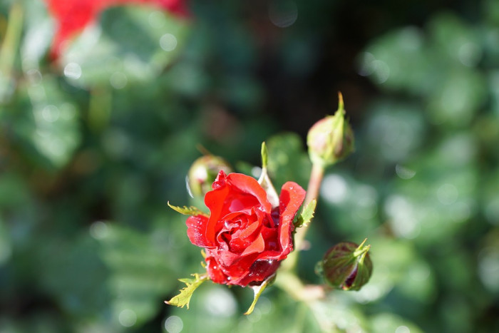 장미 - Rose, Rosa hybrida
