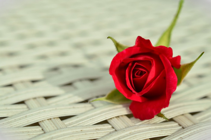 장미 - Rose, Rosa hybrida