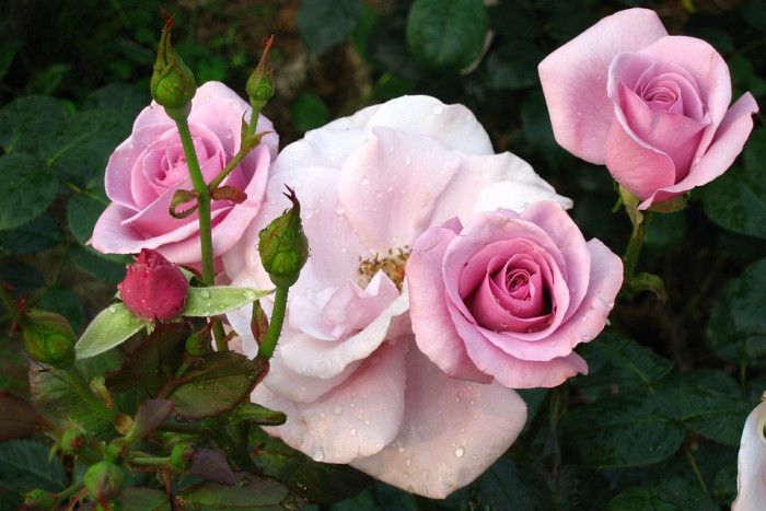 장미 - Rose, Rosa hybrida