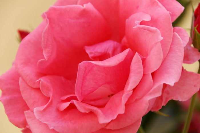 장미 - Rose, Rosa hybrida