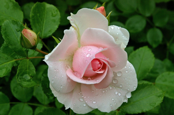 장미 - Rose, Rosa hybrida