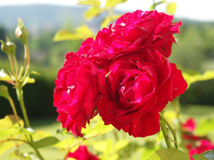 장미 - Rose, Rosa hybrida