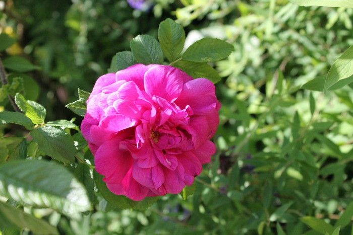 장미 - Rose, Rosa hybrida