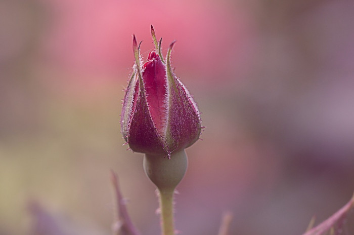 장미 - Rose, Rosa hybrida