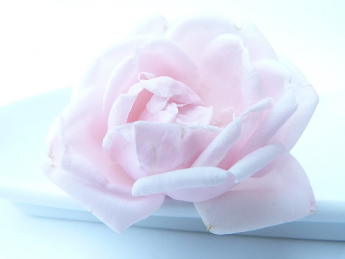 장미 - Rose, Rosa hybrida