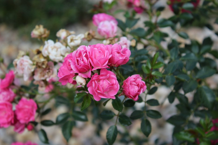 장미 - Rose, Rosa hybrida