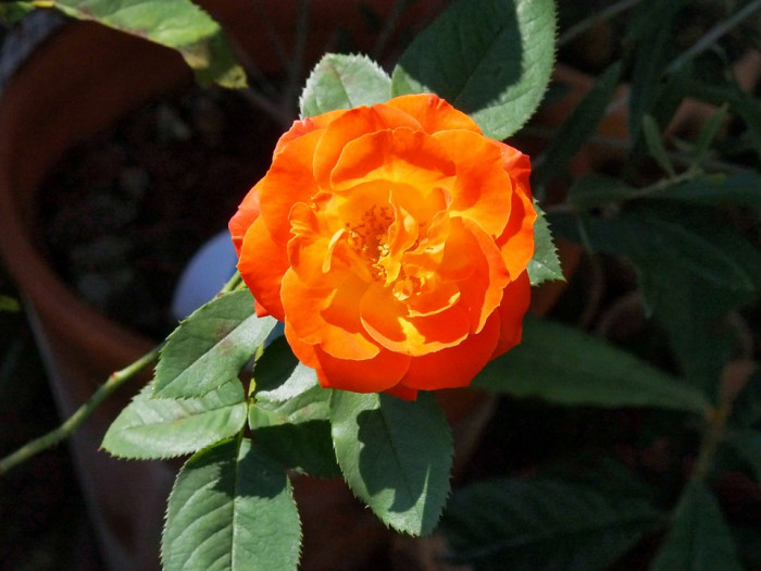 장미 - Rose, Rosa hybrida