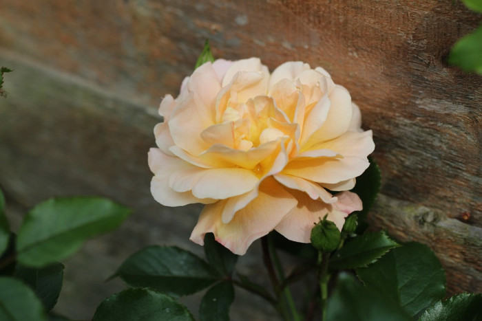 장미 - Rose, Rosa hybrida